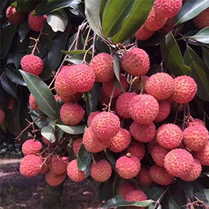 荔枝要怎么采摘怎么才好吃?美味5月荔枝！荔枝采摘