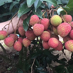 荔枝