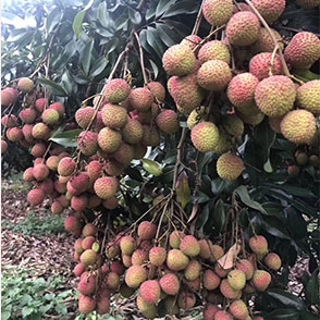 荔枝