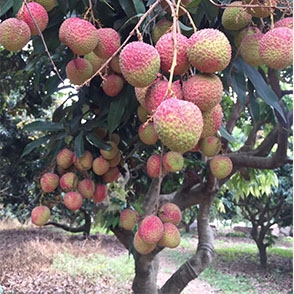 荔枝