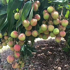 荔枝