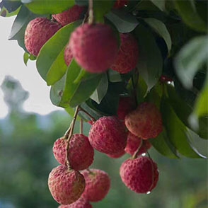 荔枝