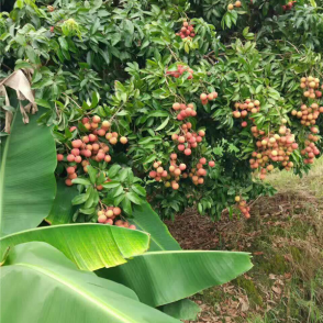 荔枝
